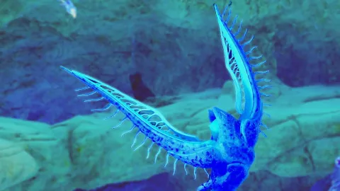 『Subnautica 2』でエンジェルコームを救う鍵、「ブルームキャンカー」の効率的な破壊方法が明らかに！ストーリー進行に必要な重要能力を解放しよう！