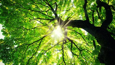 『Old School RuneScape』での木こり生活から『あつまれ どうぶつの森』25周年記念アイテムの意外な結末まで、ゲーマーたちの最新報告と新作『Tomodachi Life: Living the Dream』でのカオスなMii生活に注目！