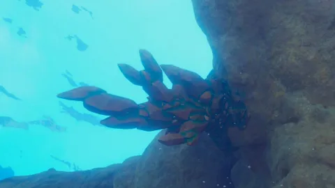 『Subnautica 2』で序盤のクラフトに必須な「銅」を効率良く見つける方法とおすすめの採集場所が判明！海底探索をスムーズに進めるための攻略情報をお届け
